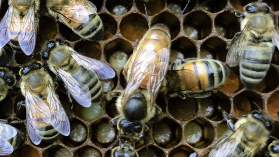 Perry County bee farm doing its part to ‘save the bees’