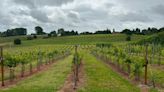 Delayed summer means 'later season' for vineyards