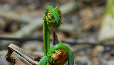 Before you go foraging, here’s what you need to know