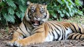 Handler attacked by tiger at Australian theme park