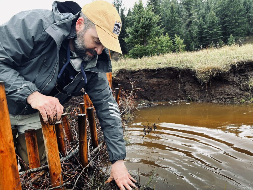 Rodent or riparian restorer: East-west views diverge as state considers beaver protections