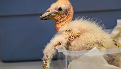 ‘America’s largest flying bird’: LA Zoo sets record with 17 California condor chicks hatched in 2024