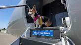 Inside BARK Air’s $8000 dog-friendly flights - with canine champagne and ‘barkaccinos’