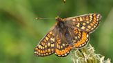 Rare butterfly species reintroduced to Wales