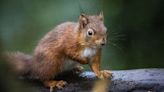 Red squirrels introduced at Co Down National Trust property