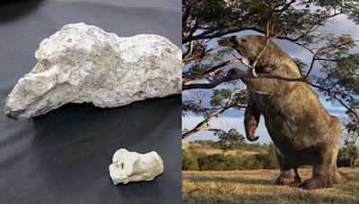 Antigos ossos de preguiça-gigante são catalogados em São Paulo