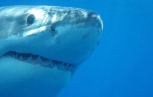 'Shark Beach: Gulf Coast' teams NOLA's Anthony Mackie with National Geographic Shark Fest