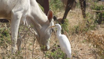 Experts Express Concerns About The Bird Flu Outbreak In Dairy Cows