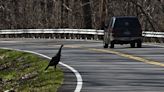 Case: Three mysterious turkeys all hunters have met once or twice | Chattanooga Times Free Press