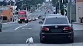 Perro abandonado persigue carro de su dueño y el video se hace viral | Teletica