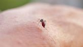 Los mosquitos modificados biológicamente buscan terminar con el dengue