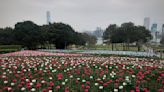 添馬公園驚現「膠花海」民政處：與市民慶祝春天來臨 燈飾將回收