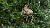 They're big. They're colorful. But Joro spiders aren't nightmare fodder.