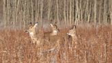 Hunters register 16% fewer deer over opening weekend of 2023 Wisconsin gun deer season