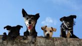 Study reveals cancer vulnerabilities in popular dog breeds