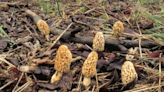 Morel mushroom-hunting season begins in Missouri. Here’s what to know before you hunt