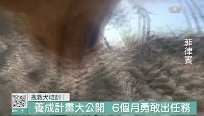 急難救星拯救受困者 菲律賓搜救犬養成計畫