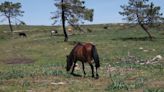 Los últimos caballos salvajes del mundo están en Galicia y podrían desaparecer