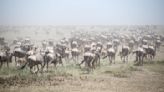 Antilopen am Weißen Nil: Gigantische Tierwanderung