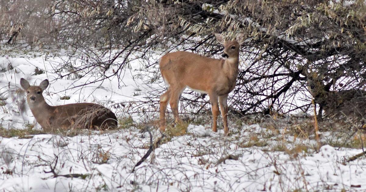 North Dakota deer licenses drop to lowest number in 8 years; available habitat remains a concern