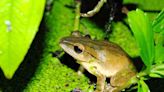 外來蛙類入侵 台灣生態系統面臨嚴重威脅