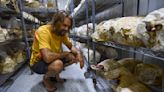 Former NFL QB Jake Plummer is now a mushroom farmer in Colorado