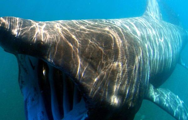 Boat hits massive 23-foot shark in rare video footage