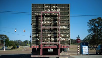 Los animales de granja se transportan por todo el país, al igual que sus patógenos