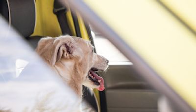 So bleibt das Auto im Sommer kühl