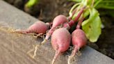 How and When to Harvest Radishes at Their Peak