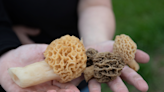 Morel mushroom season underway in Ohio. Where are the best spots to find them? Use this map