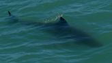 Aggressive shark bumps surfer off board, prompts San Clemente ocean closure