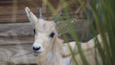 Rare Baby Addax is Mother’s Day Gift at Disney’s Animal Kingdom