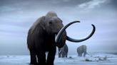 Un trozo de piel de mamut lanudo de 52.000 años de antigüedad revela por primera vez la forma tridimensional de su ADN