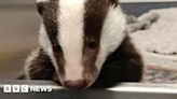 Rescued badger found in Bath trying to follow people home