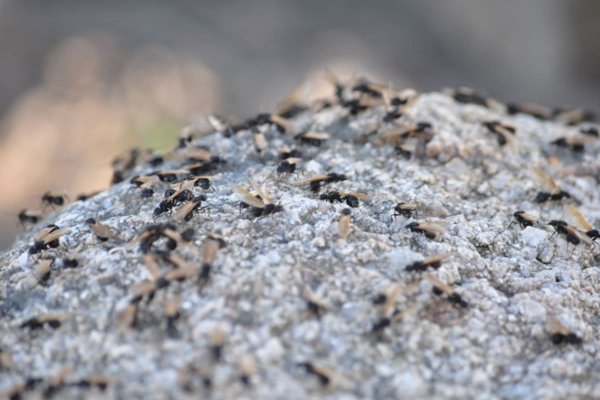 Flying Ants Are About To Invade Your Home — These 5 Tips Helped Me To Get Rid Of Them Without Using Chemicals