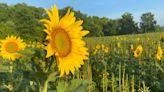 Here comes the sun(flower)! || Knoxville Sunflower Festival will kick off July 13