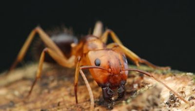 Would you trust an ant to amputate your limb? Science is showing they are skilled surgeons