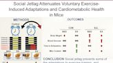 'Social jet lag' leads to weight gain and increased blood sugar in mice