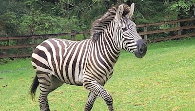 Zebras get loose near highway exit, gallop into Washington community before most are corralled