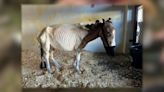 Neglected, malnourished miniature horse recovering after being rescued