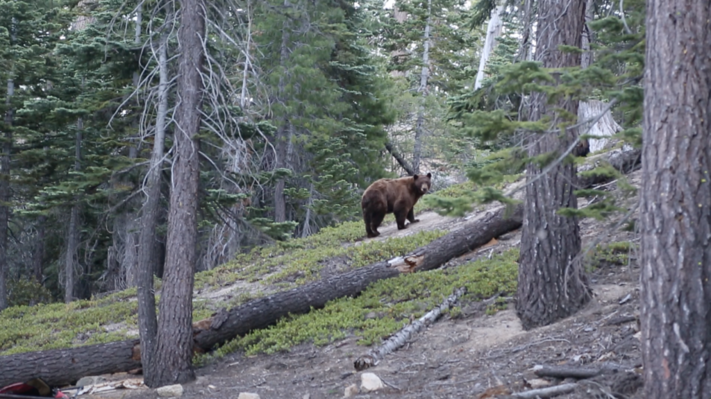 Regulators approve killing twice as many bears as originally allowed in Nevada hunt