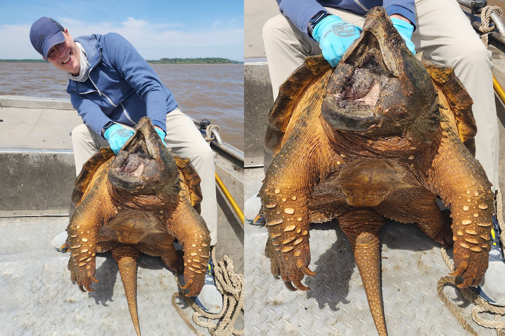 Man accidentally catches 200-plus-pound snapping turtle in Texas