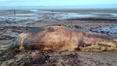 Public warned to stay away after dead minke whale washes up on Lossiemouth West Beach