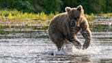 OPINION: Stop the murder of Alaska’s bears