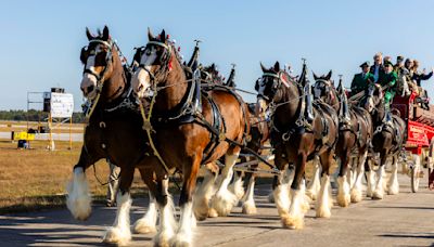 Where to see the famous Budweiser Clydesdale horses in Pennsylvania in 2024