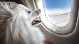 Pet Rescue Pilots Hosts Special Flight for Senior Dogs