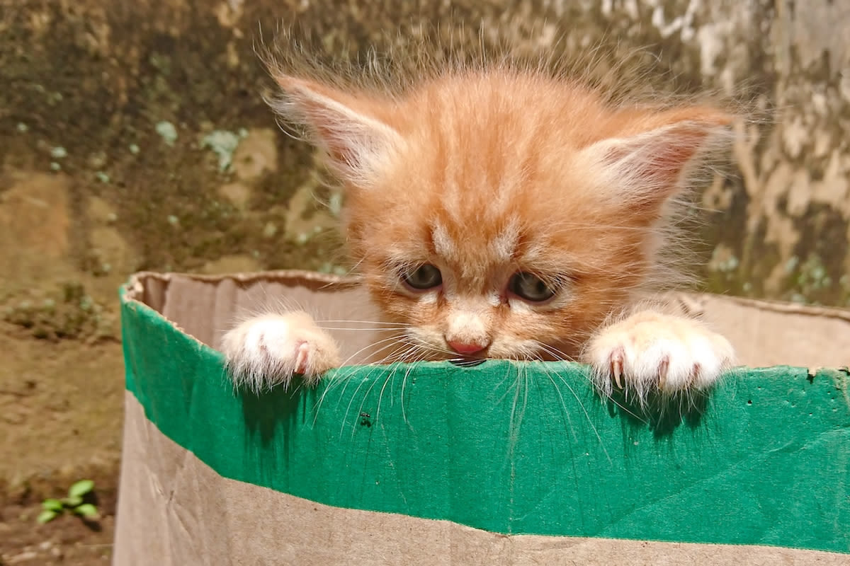 Late Shift Worker Is 'Chosen' by Adorable Homeless Orange Kitten and Finds He Cannot Resist