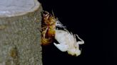 WATCH: Haunting time lapse video shows up-close view of a cicada's transformation