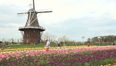 With final Tulip Time preparations underway, visitors from across the country come to get an early look